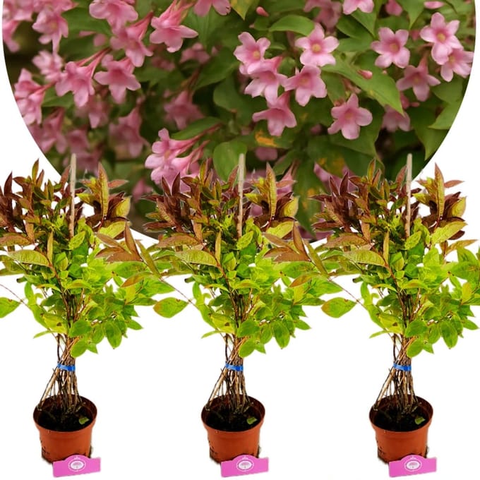 Set van 3 Weigela 'Wings of Fire' - Rood blad - 2 liter pot