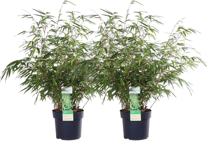 2x Bamboe Fargesia Rufa – Compact – ↨60cm – Ø19cm – Winterhard