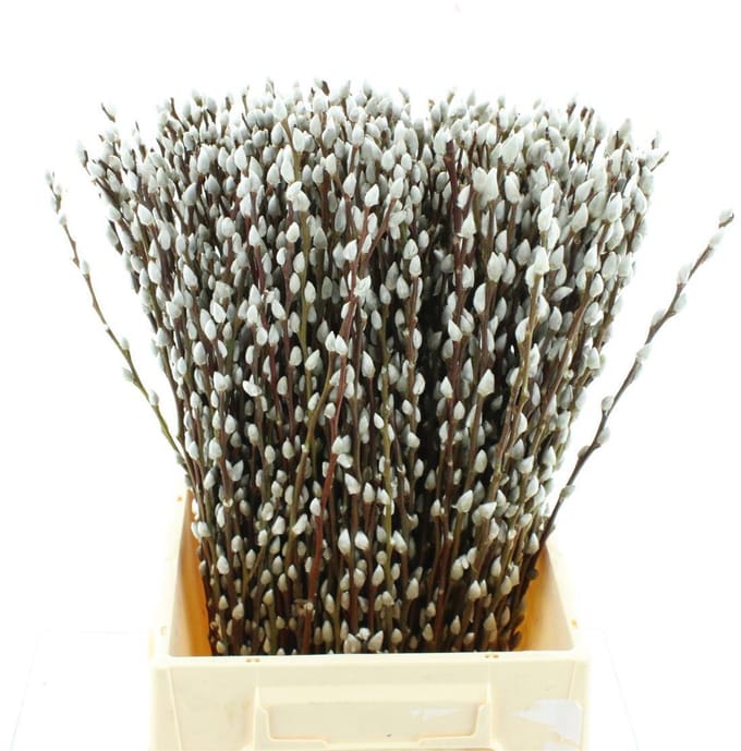 50x Tk salix snowflake 50cm