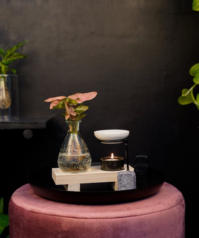 Intenz Wellness Box | 25cm | Syngonium Neon | Cadeau