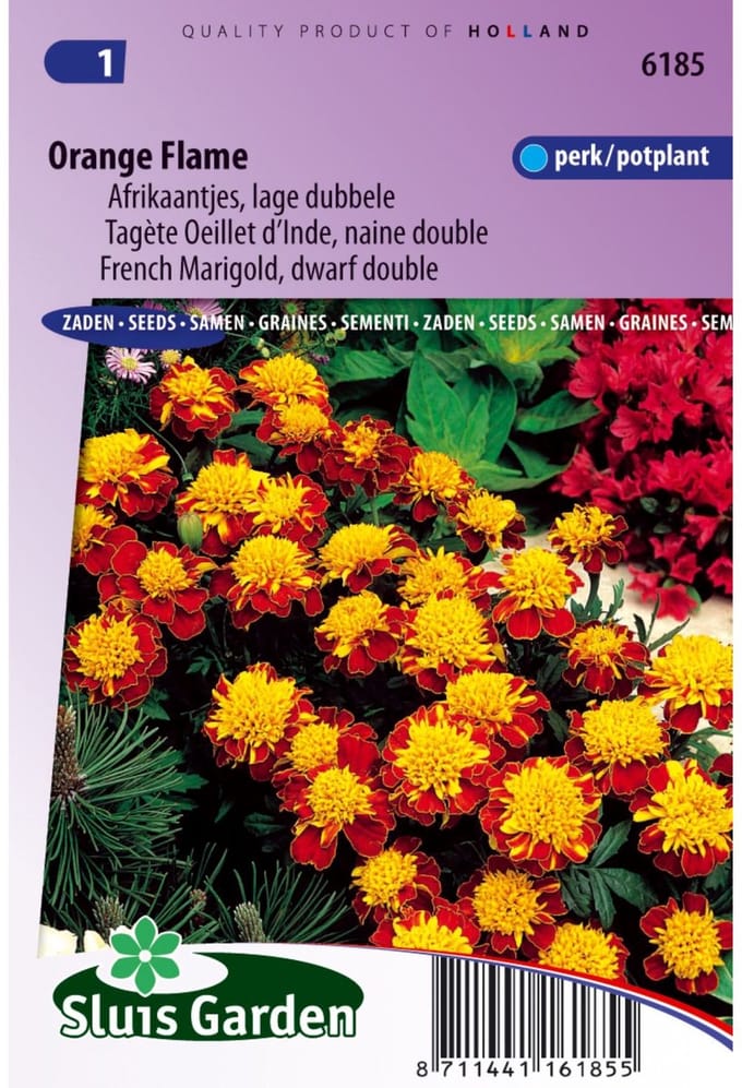 Sluis Garden - Afrikaan Orange Flame
