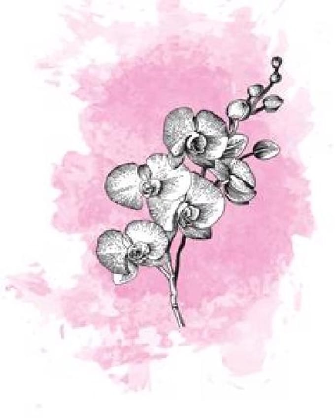 25x Phal. - roze