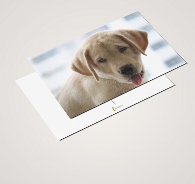 Ansichtkaartenset Labrador