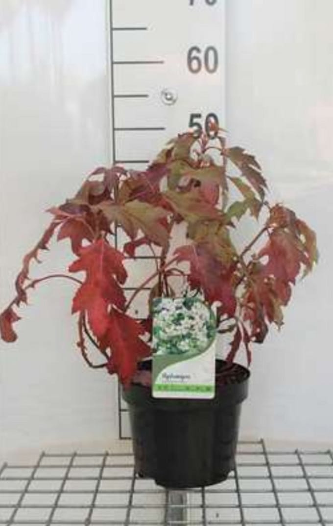 Hydrangea querc. 'Ice Crystal'® - Eikenblad Hortensia 30- 40 cm in pot