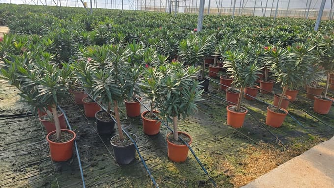 Sunny Tree - Plant - Oleander op stam - Nerium Oleander - Hoogte 80-100 cm - Kleur Rood - Buitenplant