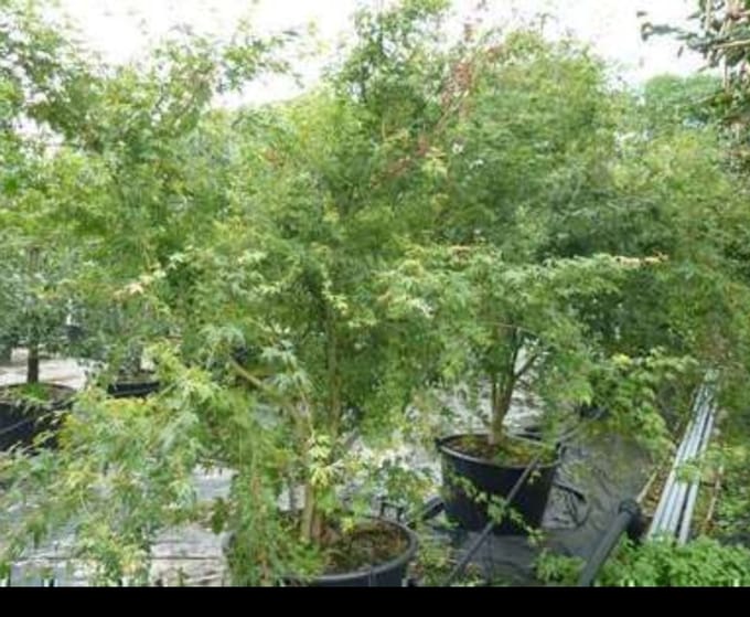 Acer palmatum - Japanse Esdoorn 60- 80 cm in pot