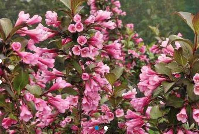 Weigela florida ' Nana Purpurea' - Weigela 30 - 40 cm in pot