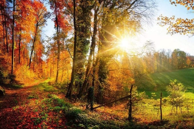 Fotobehang - Forest Walk 375x250cm - Vliesbehang