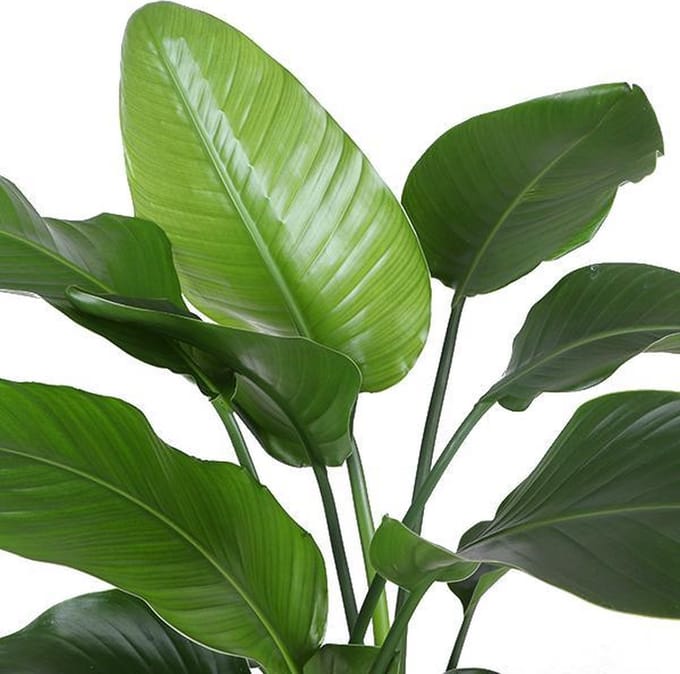 Strelitzia Nicolai - Ø21cm - 80cmin Boule TAUPE pot