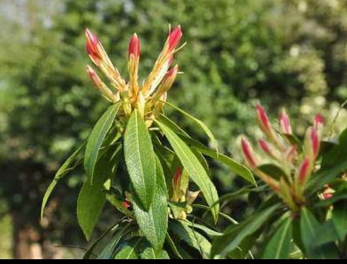 2 x Pieris hybr. 'Forest Flame' - Rotsheide 'Forest Flame' , Lavendelheide 50- 60 cm in pot