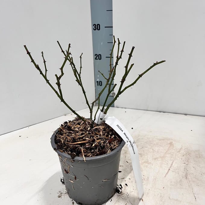 Rosa (H) 'Magic Meidiland' ® - Roos | 10-15 cm in pot