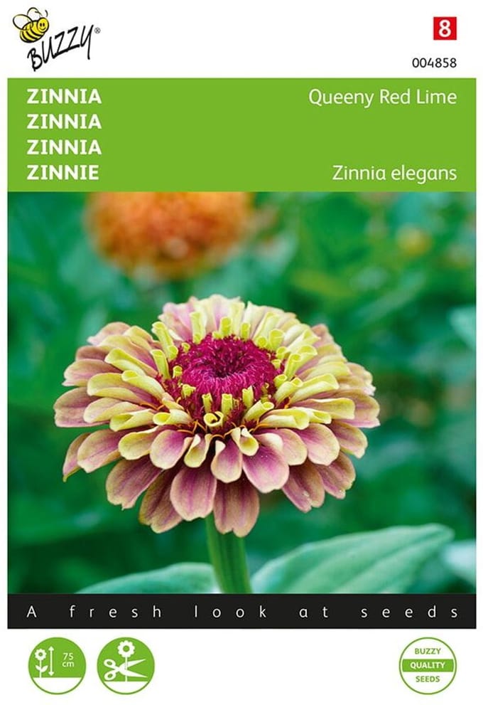 Zinnia Queeny Red Lime (Zinnia elegans)