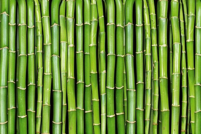 Fotobehang - Bamboo 375x250cm - Vliesbehang
