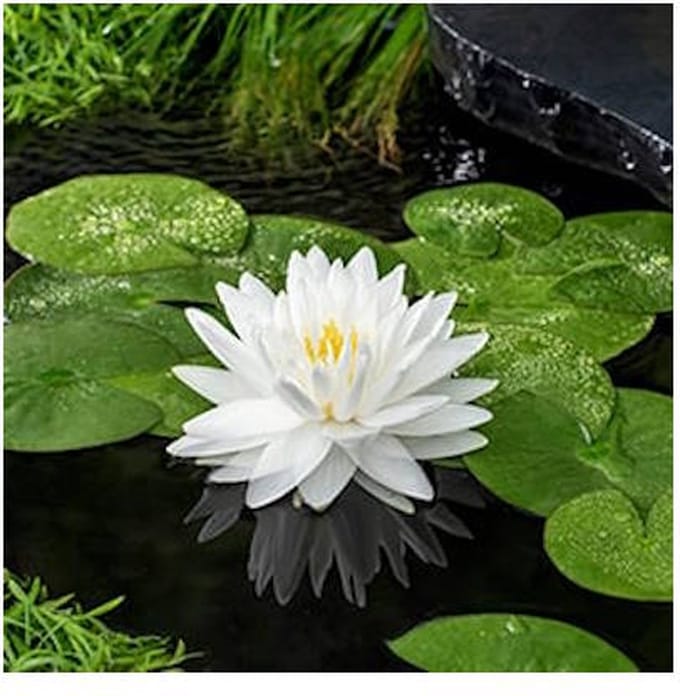 Moerings Nymphaea Gonnere | Waterlelie | In 11CM pot