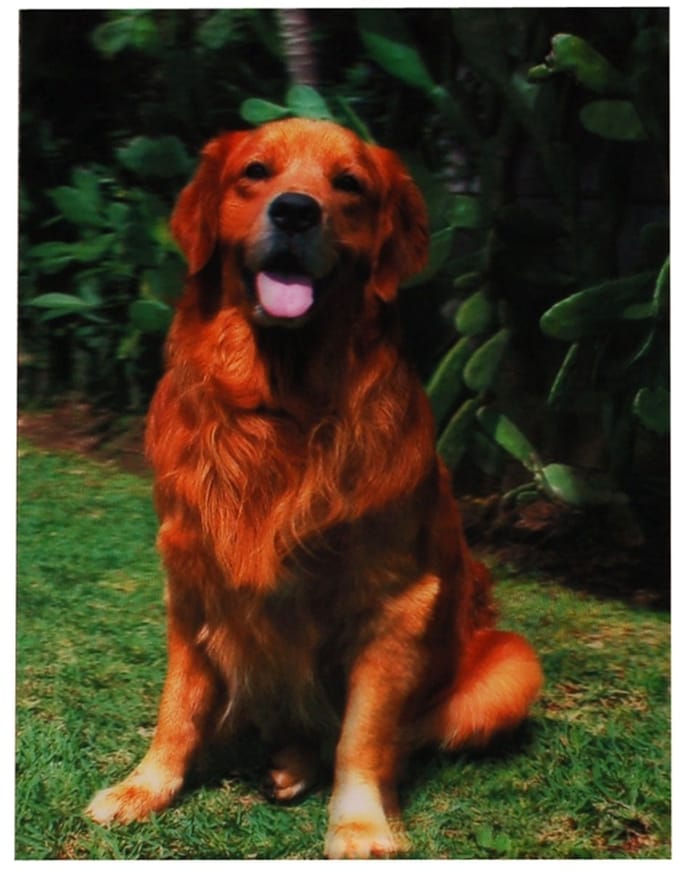 S.Y.W Poster - Golden Retriever - Gold