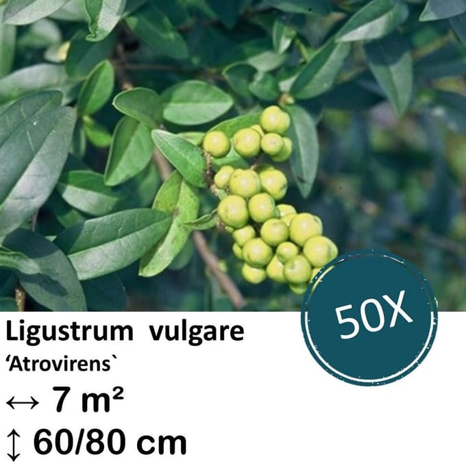 Green Harmony| Ligustrum vulgare 'Atrovirens` - kale wortel