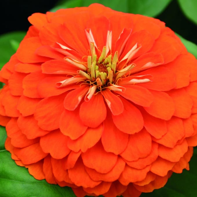 Zinnia Elegans Columbia F1 Orange ca 100 zaden