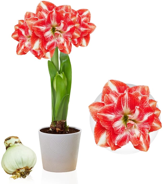 Amaryllis Bol - Double Red-White - Bloembollen - 1 stuk - Rood & Wit - Bloem bollen
