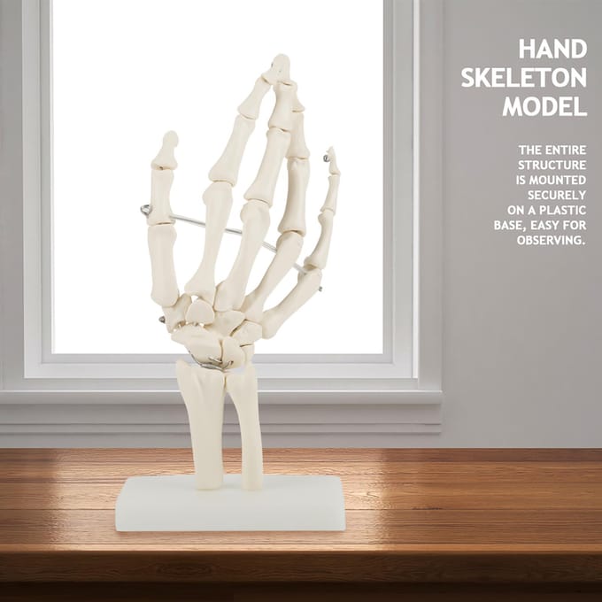 Medisch Anatomisch Levensgroot Menselijke Hand Gewricht Studie Skeletmodel white