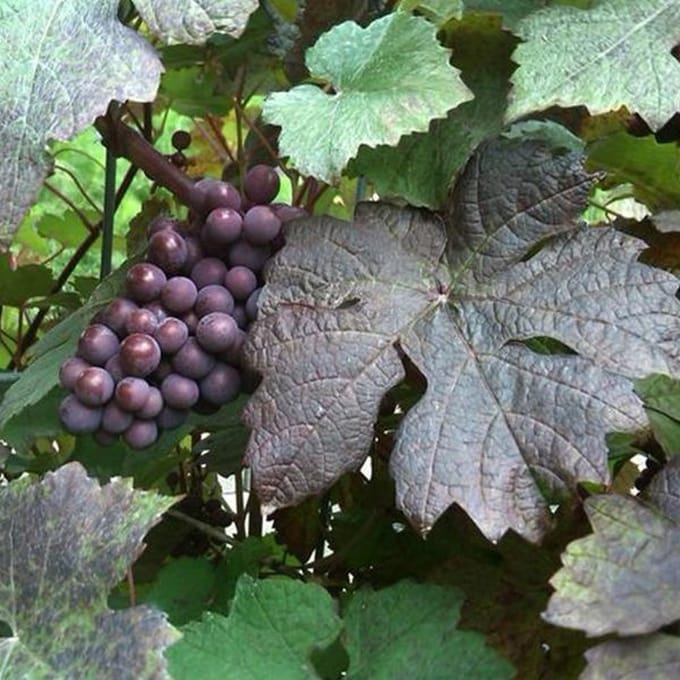 Vitis vinifera 'Purpurea' - Sierdruif 60-80 cm in pot