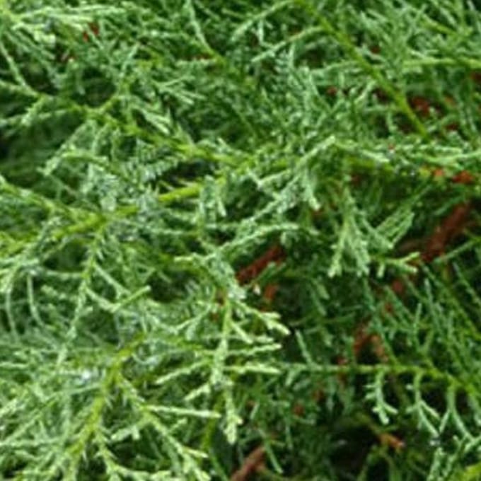 Juniperus Pfitzeriana 'Wilhelm Pfitzer' - Jeneverbes 25-30 cm in pot
