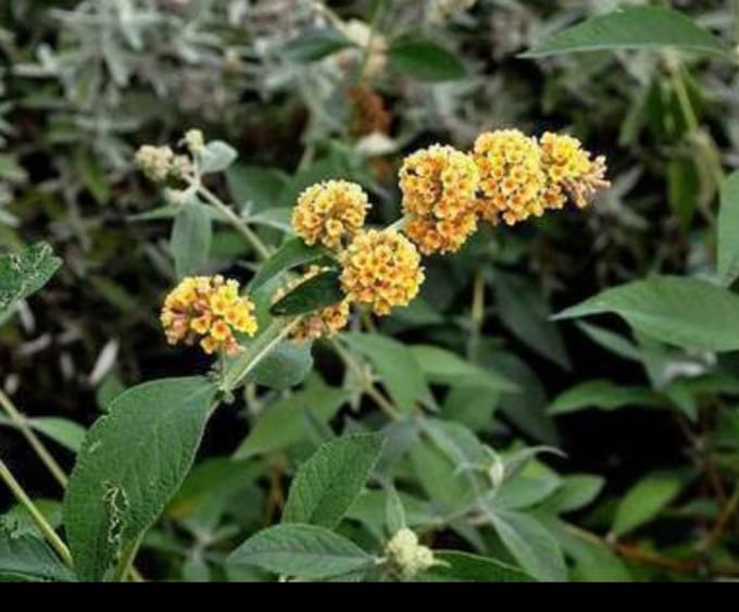 Buddleja weyeriana 'Sungold' - Vlinderstruik 40- 60 cm in pot