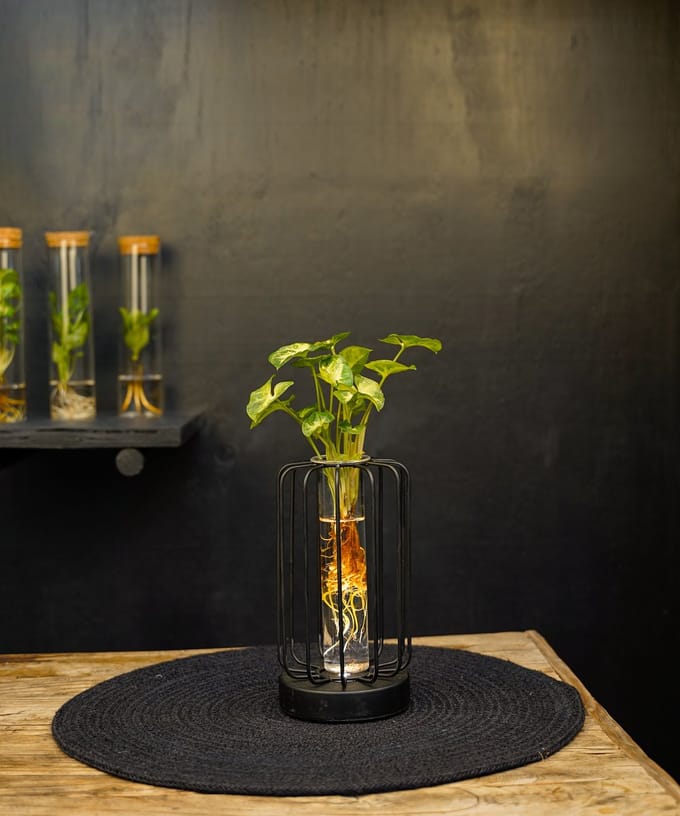 Turijn | lichtplantje | Hydroponie |Square|Syngonium Pixie
