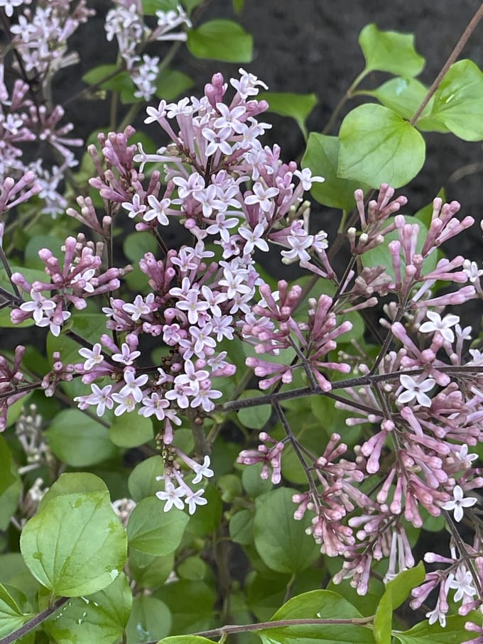 Syringa meyeri 'Palibin' - Dwergsering, Sering 30 - 40 cm in pot