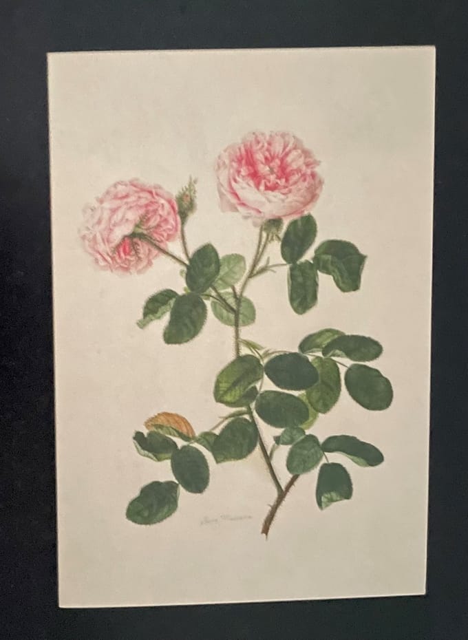 Luka Basic Kaarten Johann Knapp schilderij Roos
