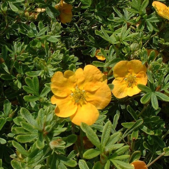 Potentilla Fruticosa 'Tangerine' - Struikganzerik:Heesterganzerik 20-25 cm pot