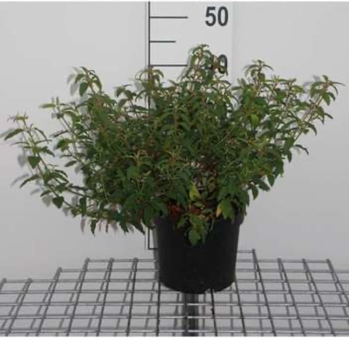 Cistus x hybridus (= corbariensis) - Rotsroos 20 - 25 cm in pot