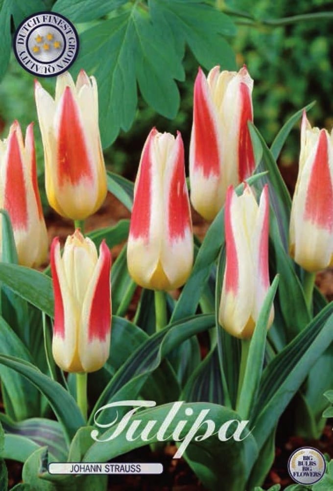Johan strauss Kaufmannia Tulpenbollen 10 stuks Bolmaat 12+