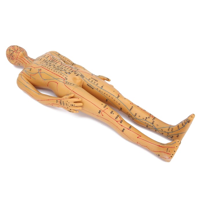 50cm  19.7in Messingkleur Acupunctuur Lichaamsmodel Duidelijke Meridianen Acupunctuurmodel beige
