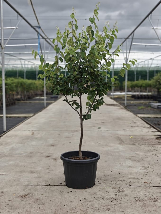 Cydonia Oblonga 'Vranja' - Oude Kweeperenboom - Onderstam Kwee A - 45L pot - ca. 2m