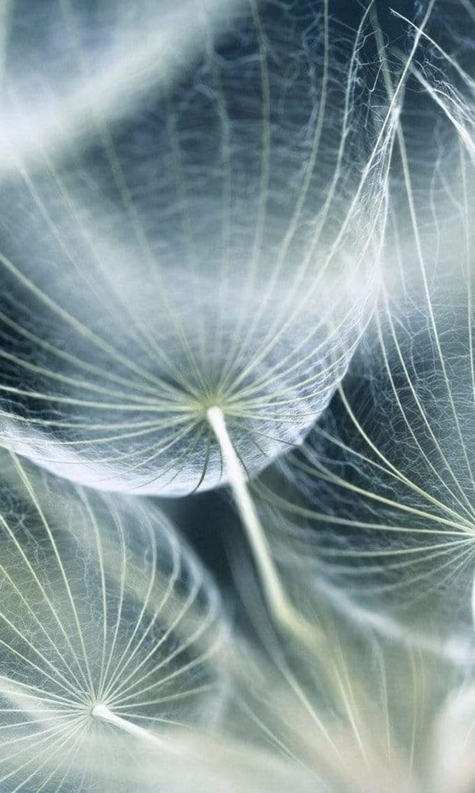 Fotobehang - Dandelion Macro 150x250cm - Vliesbehang