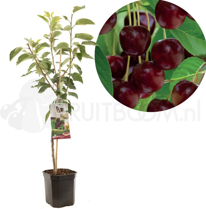 Prunus avium Lapins | zoete kers | laagstam