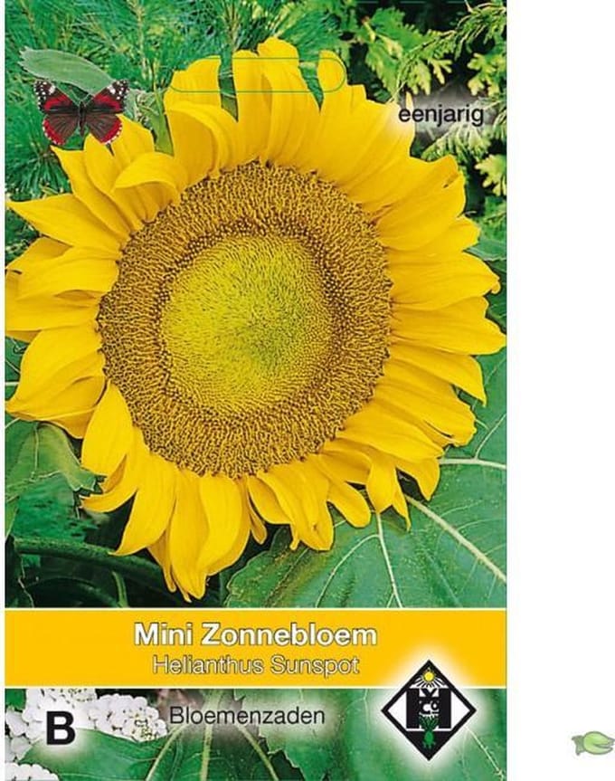 Van Hemert - Zonnebloem Sunspot (Helianthus annuus)