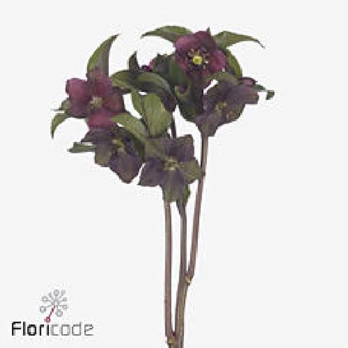 10x Helleborus classic one 30cm