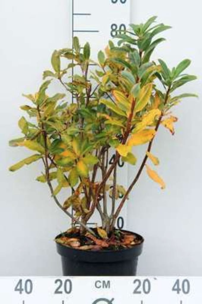 Azalea Knaphill - Azalea wit 60 - 80 cm in pot