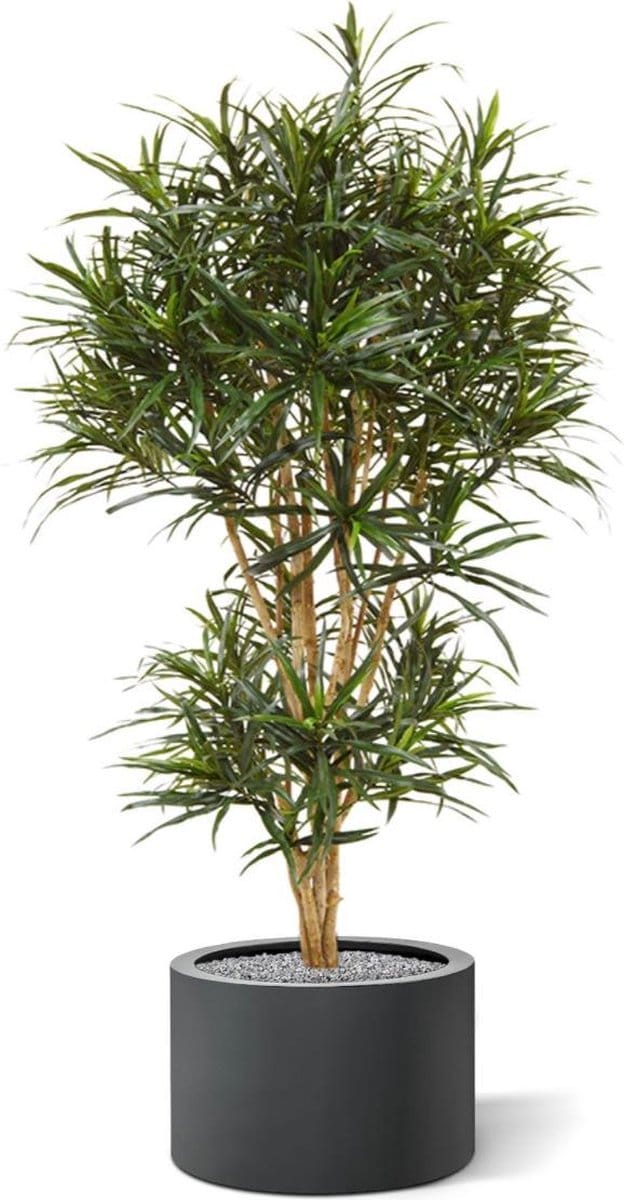 Draceana Reflexa Anita kunstboom 160cm
