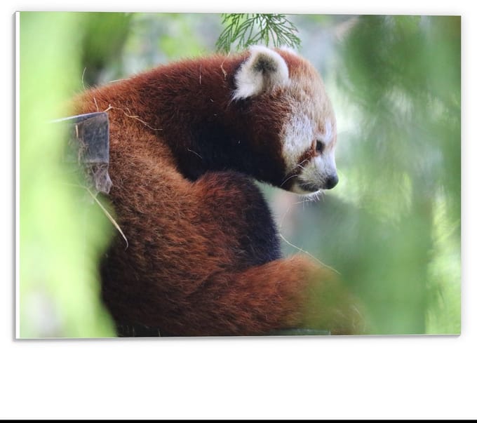 Forex - Rode Panda in een Boom - 40x30cm Foto op Forex