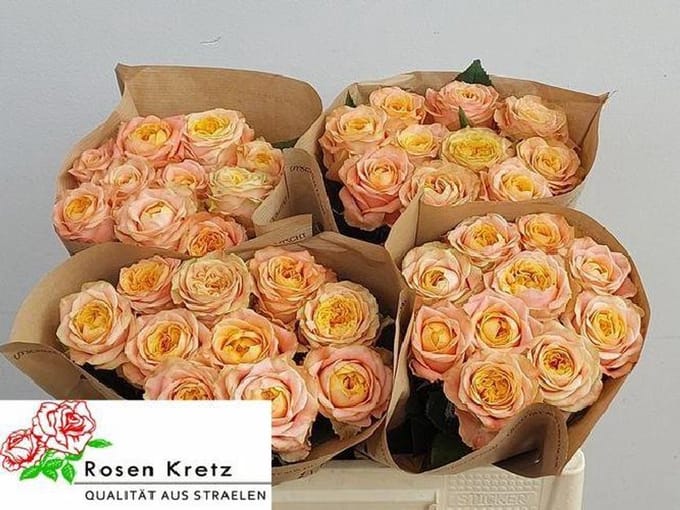 10x Rosa peach funky+ 50cm