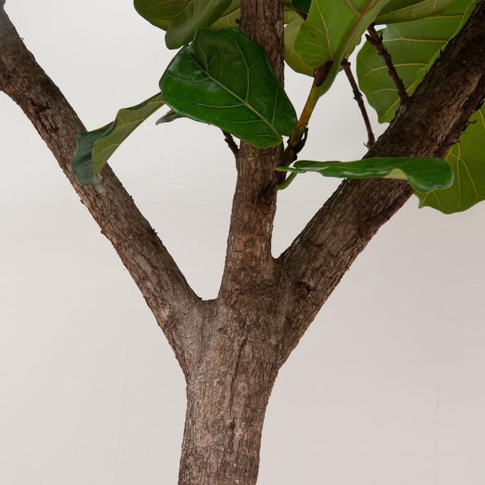 Ficus Lyrata boom XXXL - 270cm - ø45