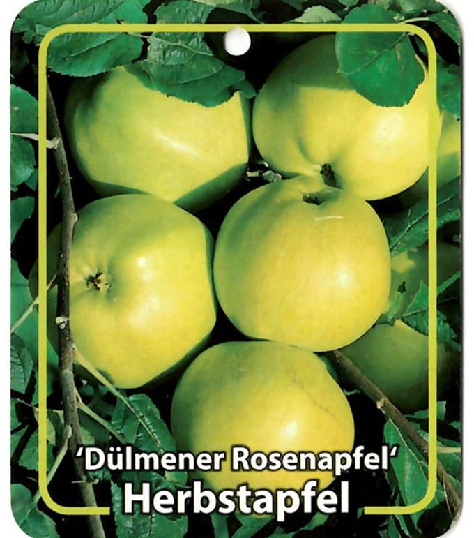 Oosterik home - Malus Domestica Dulmener Rosenapfel