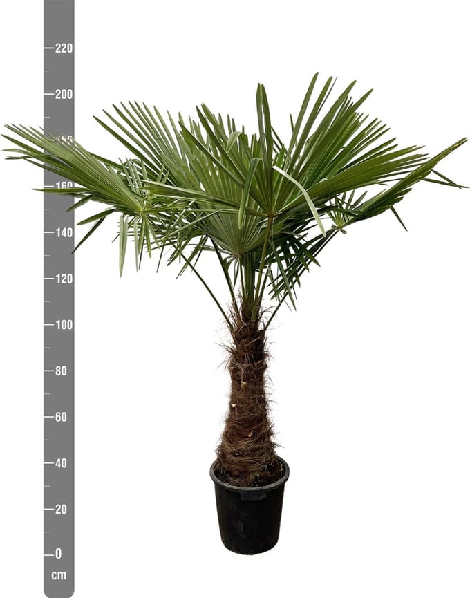 Chinese Waaierpalm - Trachycarpus hoogte 210cm potmaat 40cm
