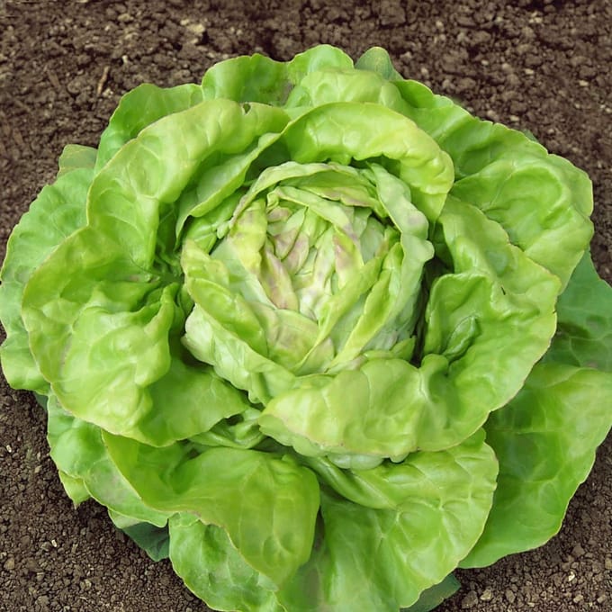 Sluis Garden - Kropsla, Botersla Meikoningin BIO