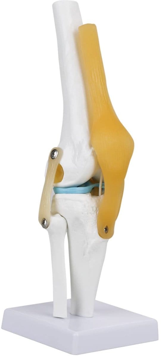 Dailygoods- Kniegewrichtsmodel Levensgroot - Menselijk Ligamentmodel