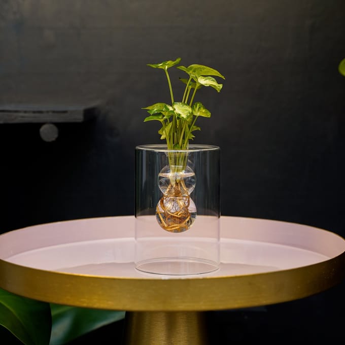 Sydney | stekje op water | Bolletjes |Syngonium Pixie