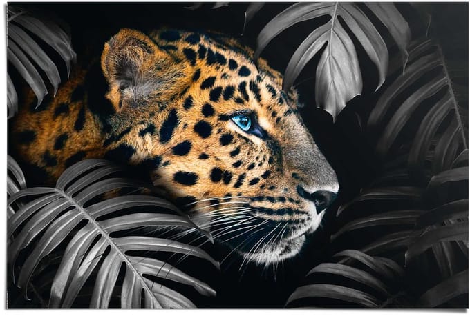 Poster Jungle luipaard - 61 x 91,5 - Papier - REINDERS