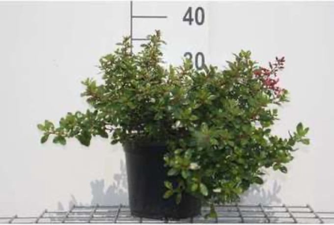 Escallonia 'Red Dream' 20 - 25 cm in pot